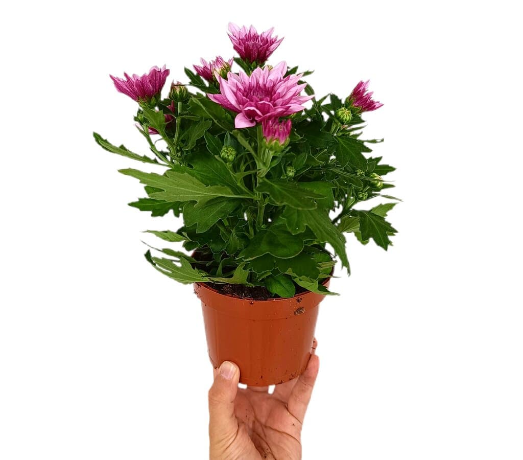 Margarita Variada M12