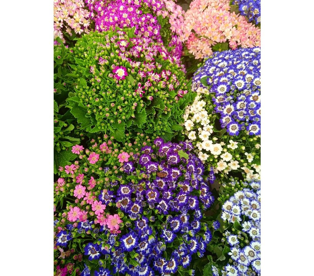 Cineraria Hibrida M17_1