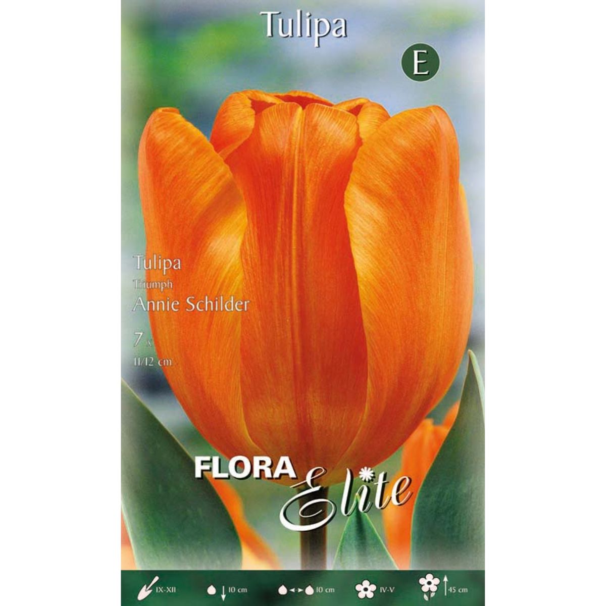 Bulbos Tulipán naranja 7 uds