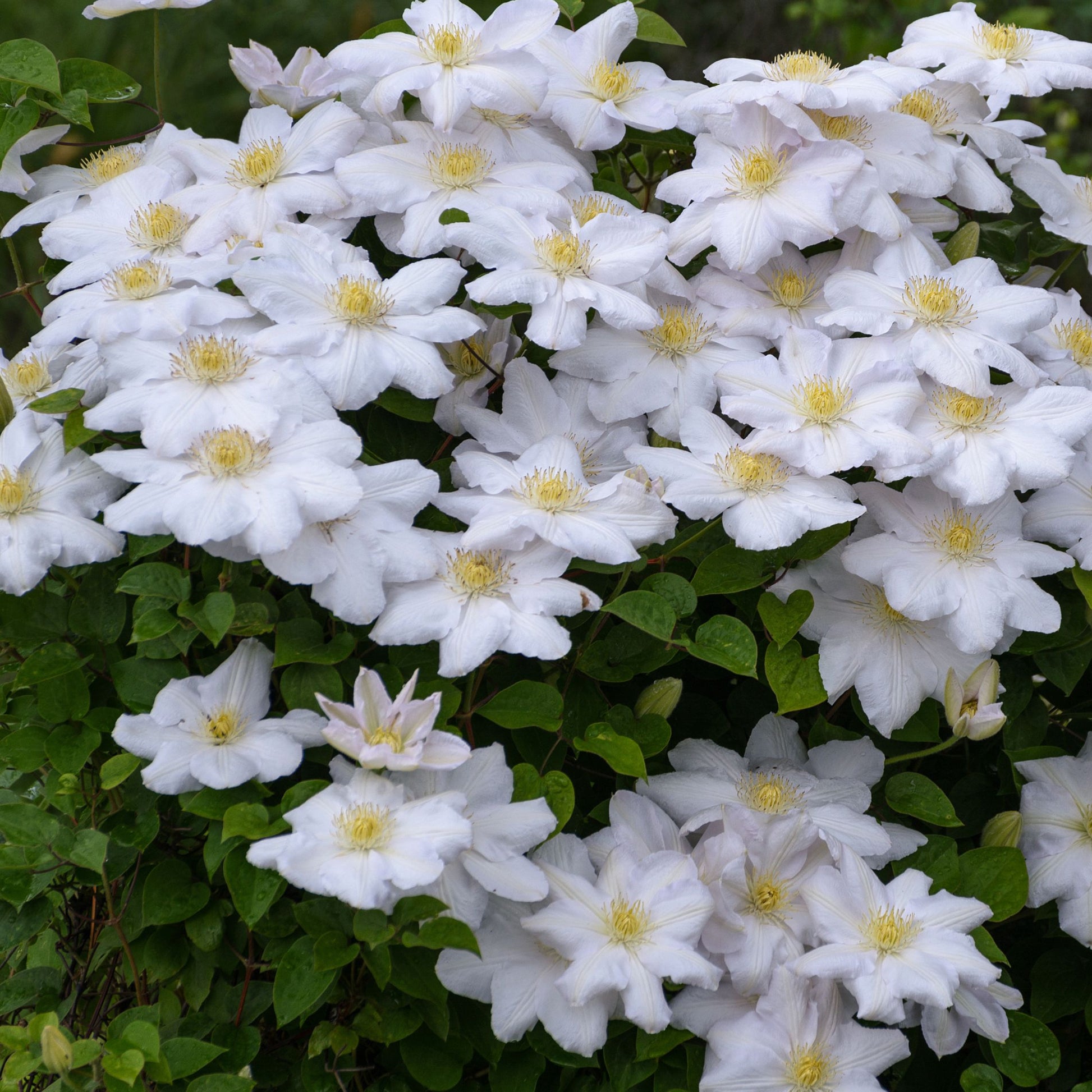 Clemátide - 3 Pzs - Clematis Hybrid - Altura 25-40cm - ⌀9cm