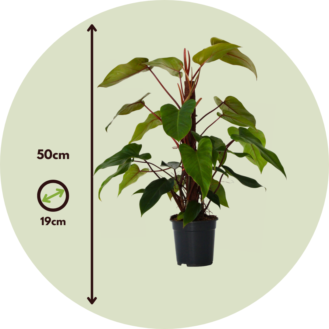 Filodendro - Philodendron 'imperial Red' - Altura 50cm - ⌀19cm