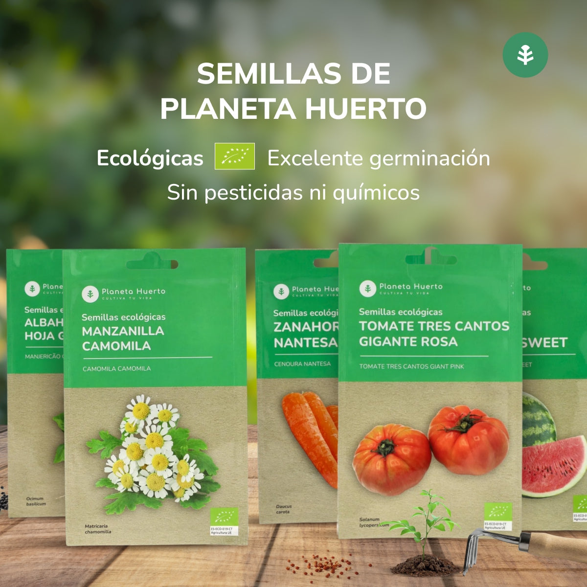 Semillas de Lechuga Mantecosa 4 estaciones ecológicas Planeta Huerto