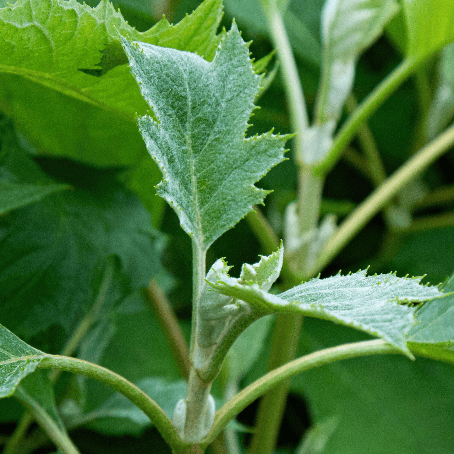 Hortensia - Hydrangea Paniculata 'ice Crystal' - Altura 25-40cm - ⌀19cm