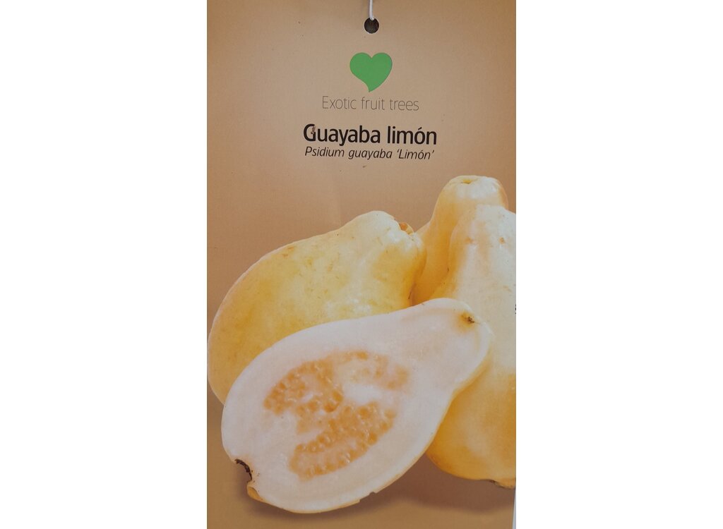 Guayaba Limón M23 100-120cm_1