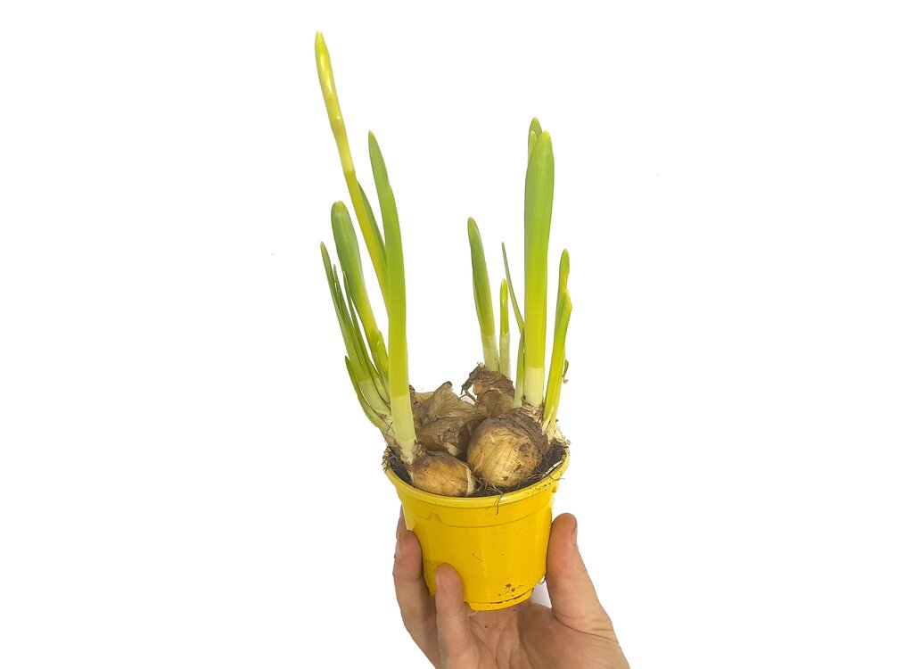 Narciso Tete A Tete M9_0