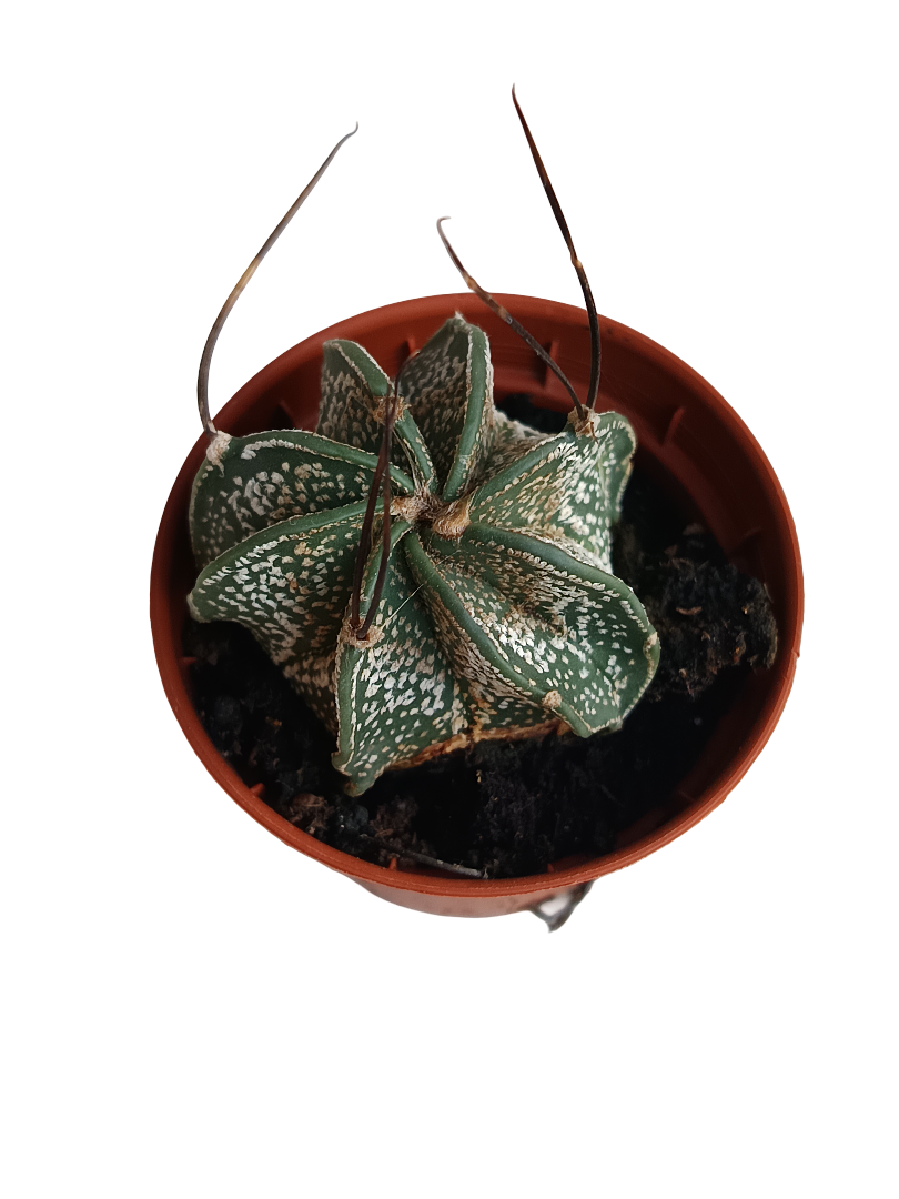 Astrophytium Capricorne Cactus De Colección Ø5 Cm