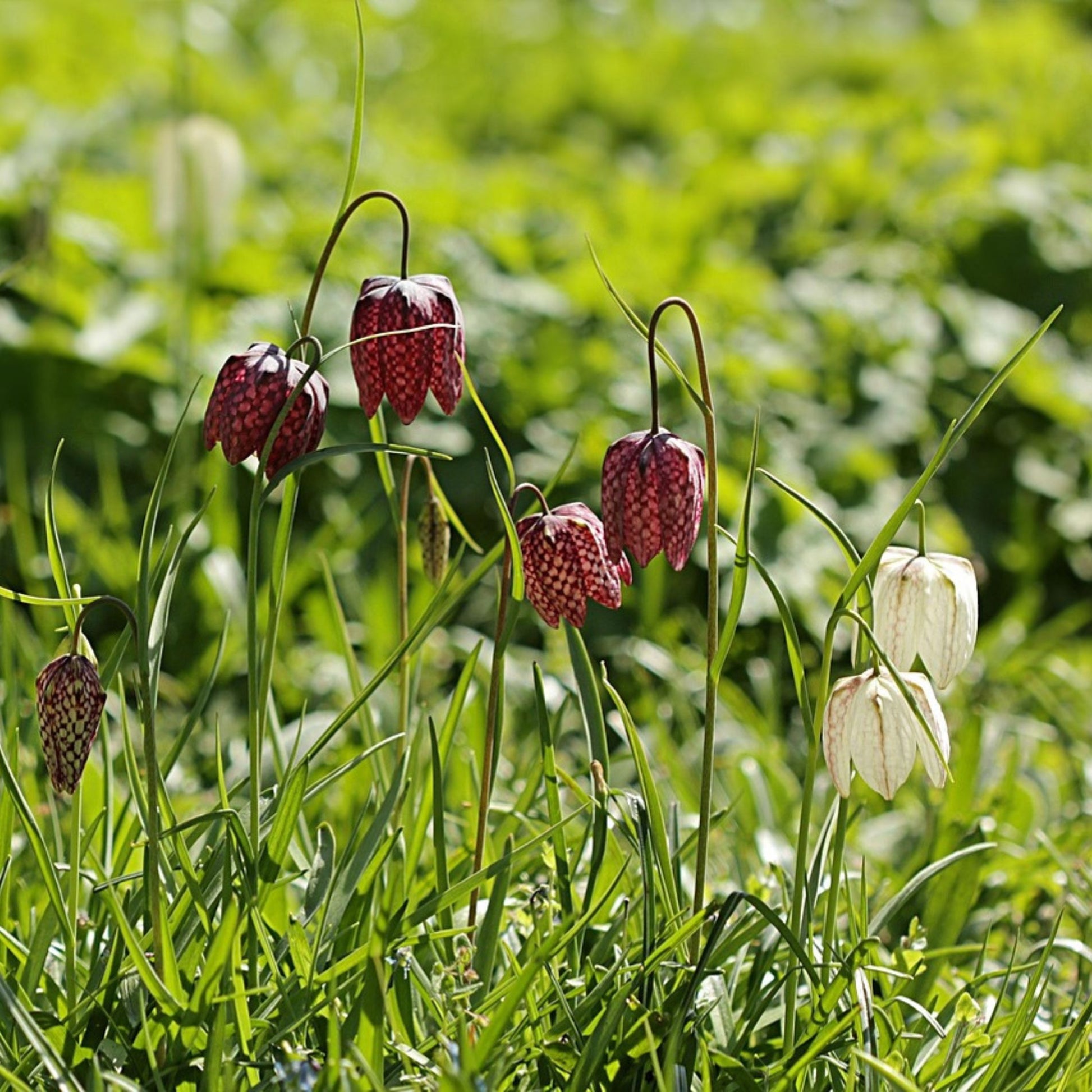 Tablero De Damas - 30 Pzs - Fritillaria 'meleagris' - Bulbos De Flores