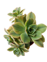 Aeonium Sunburst Planta Suculenta Ø13