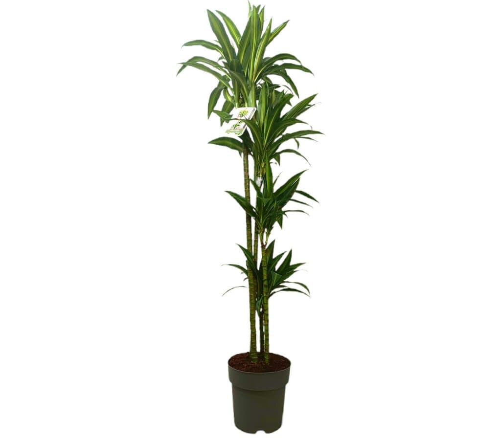dracaena hawaiian sunshine cuidados Dracena Hawaian Sunshine 4 Tallos M25 120-140cm en Planeta Huerto