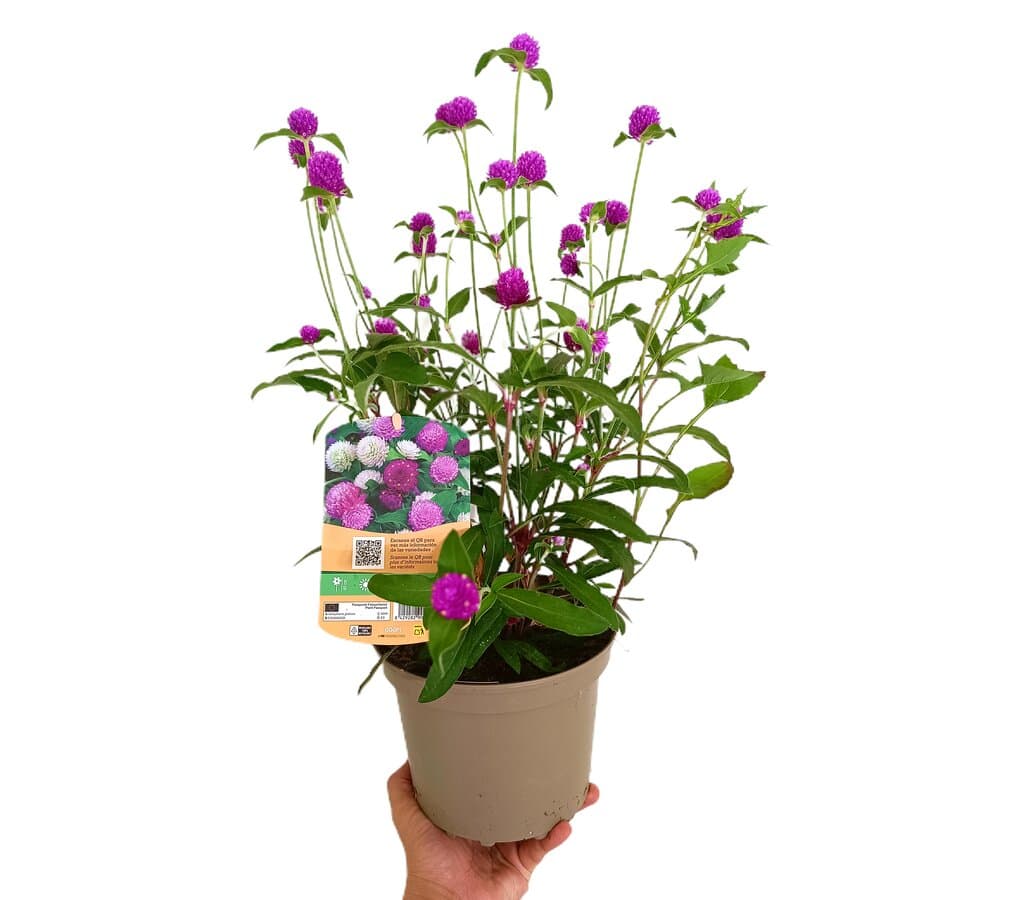 Gomphrena Globosa M17 30cm_0