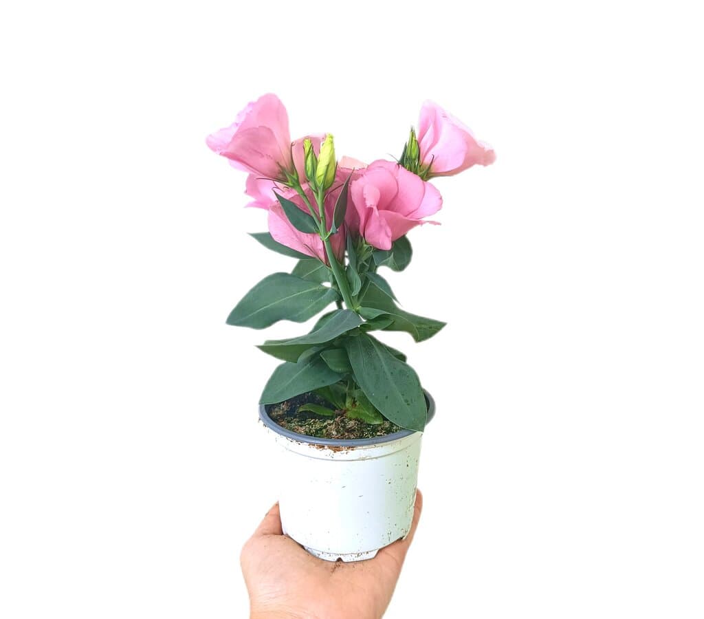 Eustoma M10_0