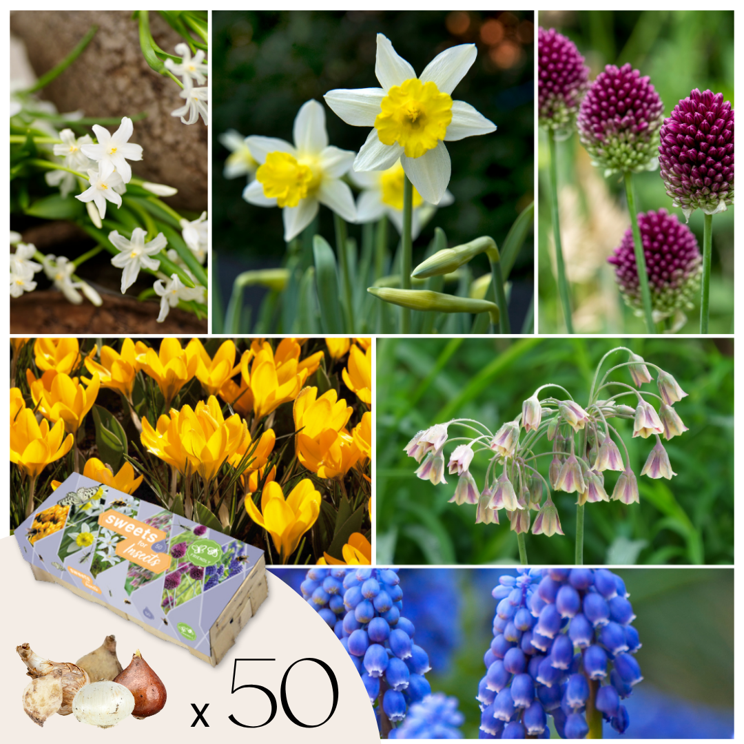 Bulbos Para Insectos - Mezcla De 50 - Resistentes Y Perennes