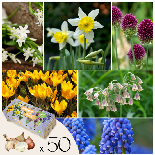 Bulbos Para Insectos - Mezcla De 50 - Resistentes Y Perennes