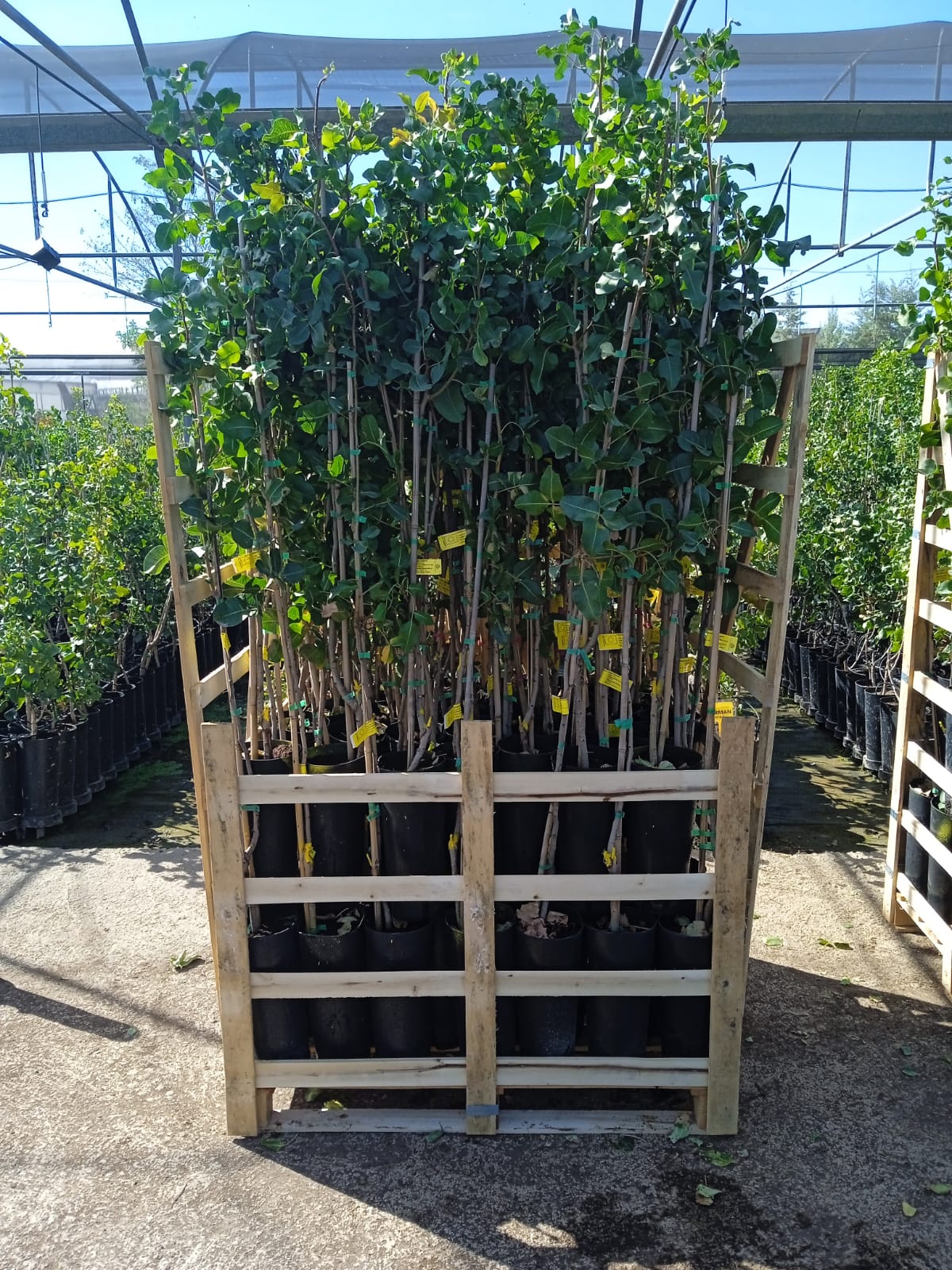 PALET 85 PLANTAS DE PISTACHO