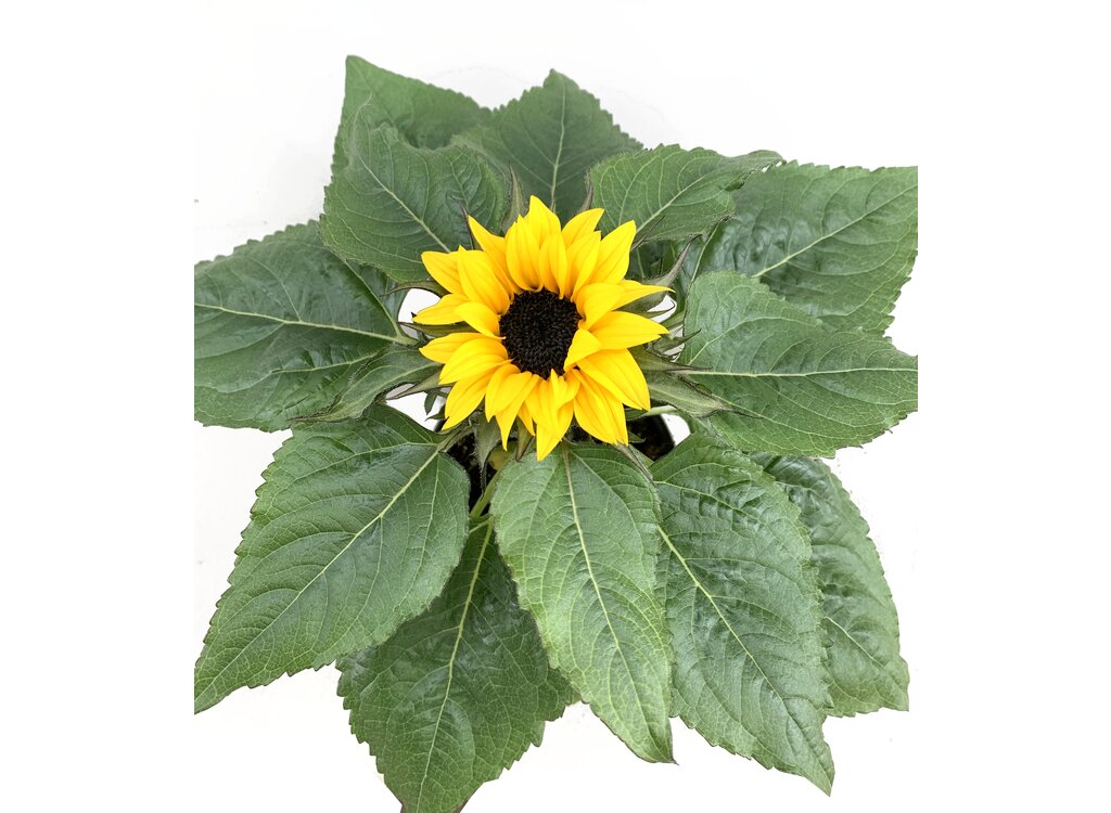 Girasol M14 (helianthus Annuus)_1