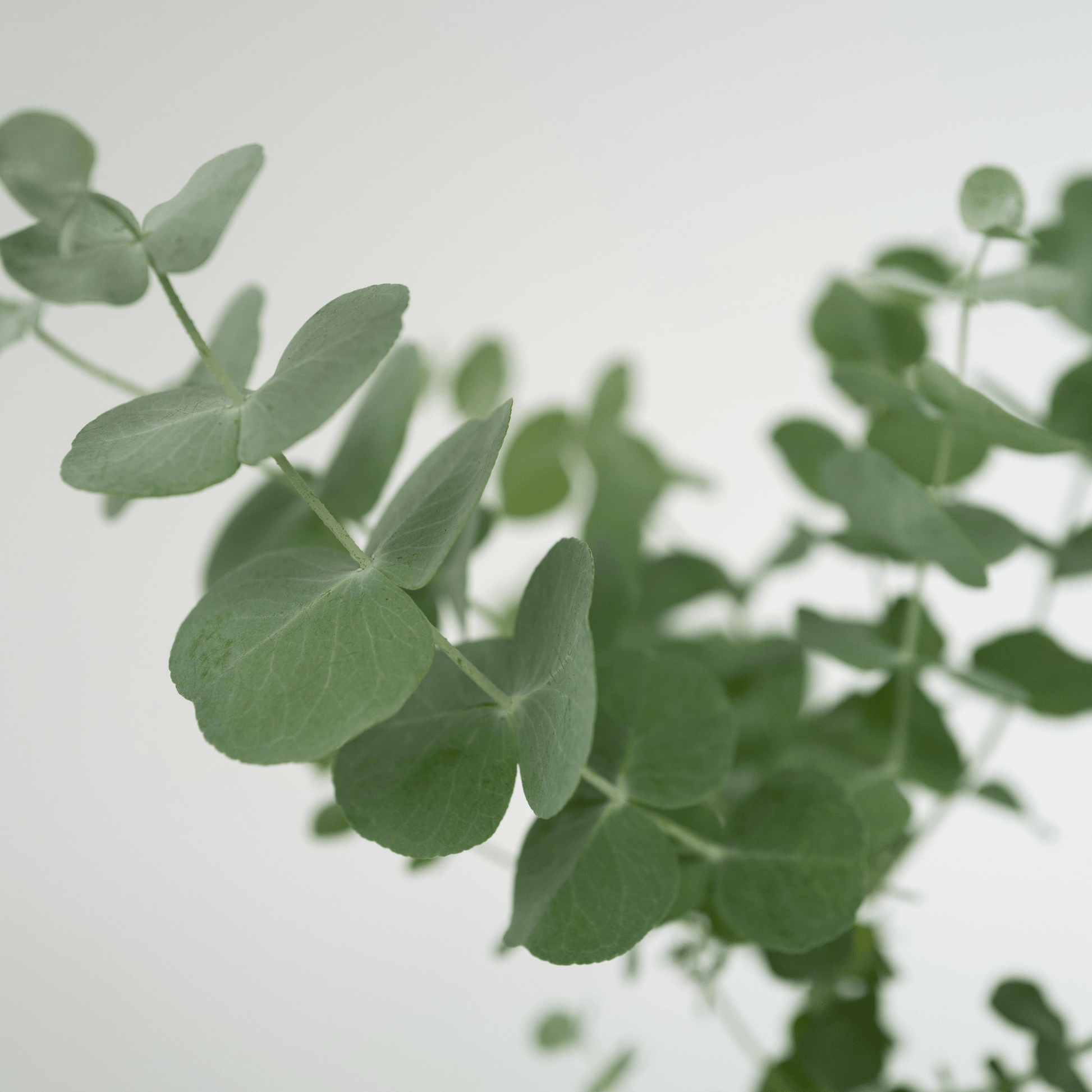 Eucalipto - 4 Pzs - Eucalyptus 'pulverulenta' - Altura 25-40cm - ⌀12cm