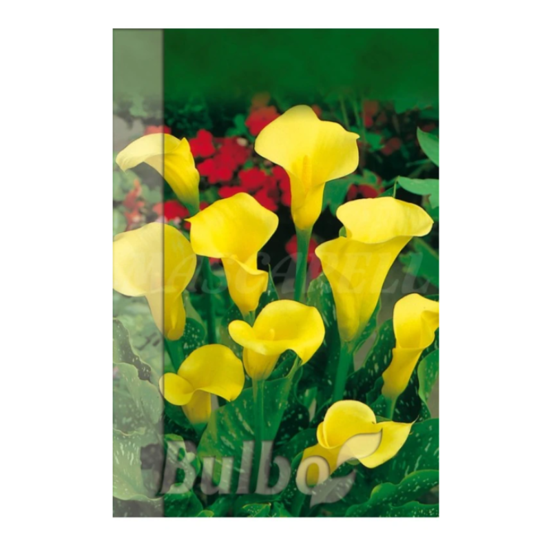 Bulbo Calla Amarilla_0