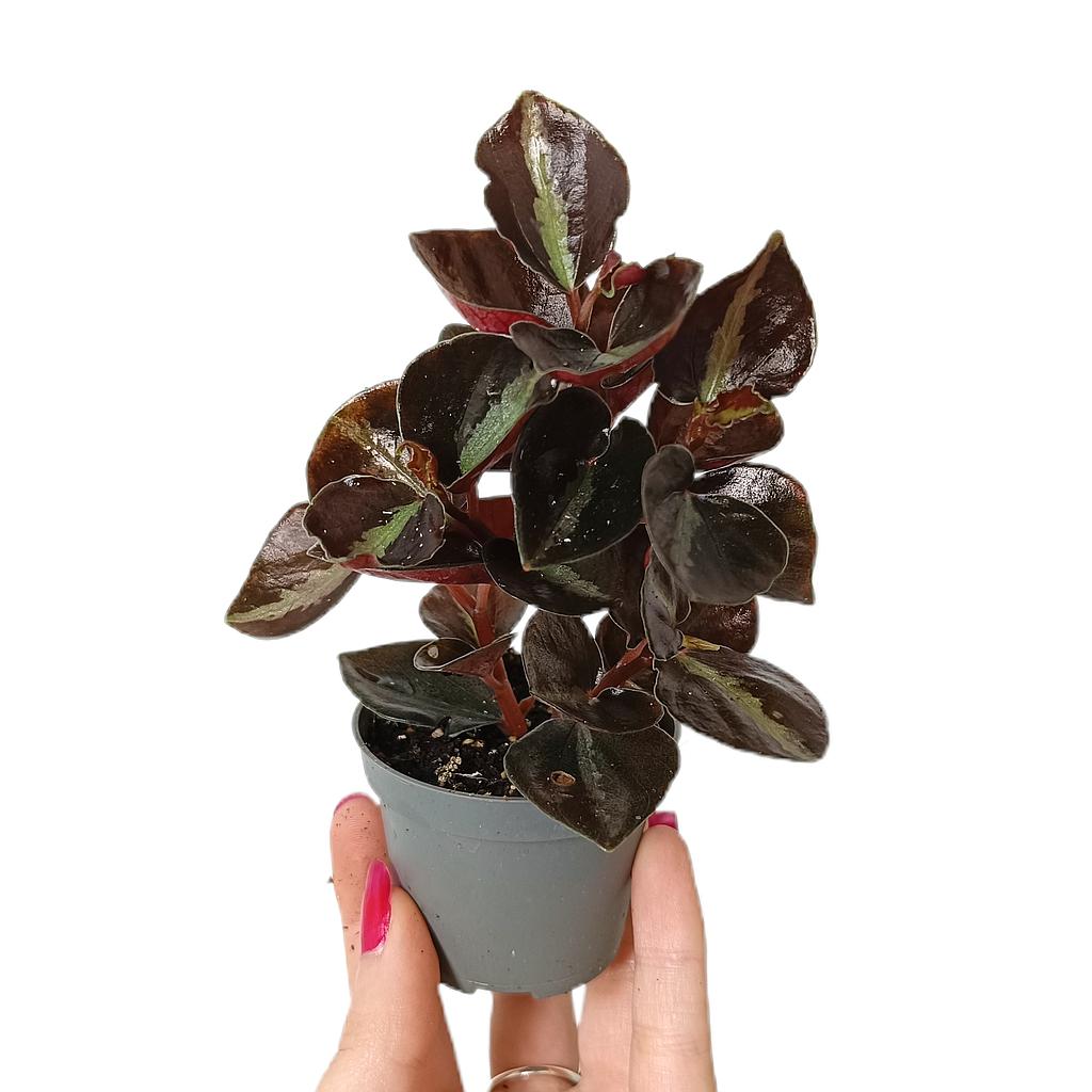 Peperomia Columbiana M6_0