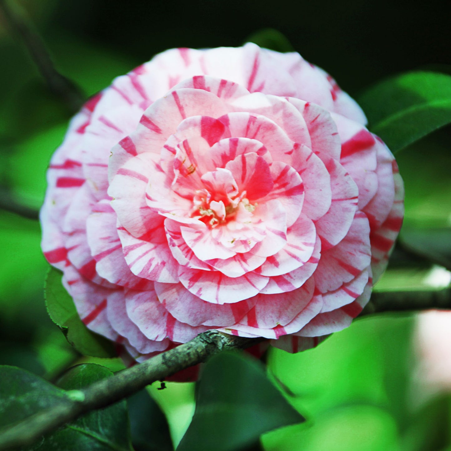 Planta De Té - 2 Pzs - Camellia Japonica 'bonomiana' - Altura 50-60cm - ⌀15cm