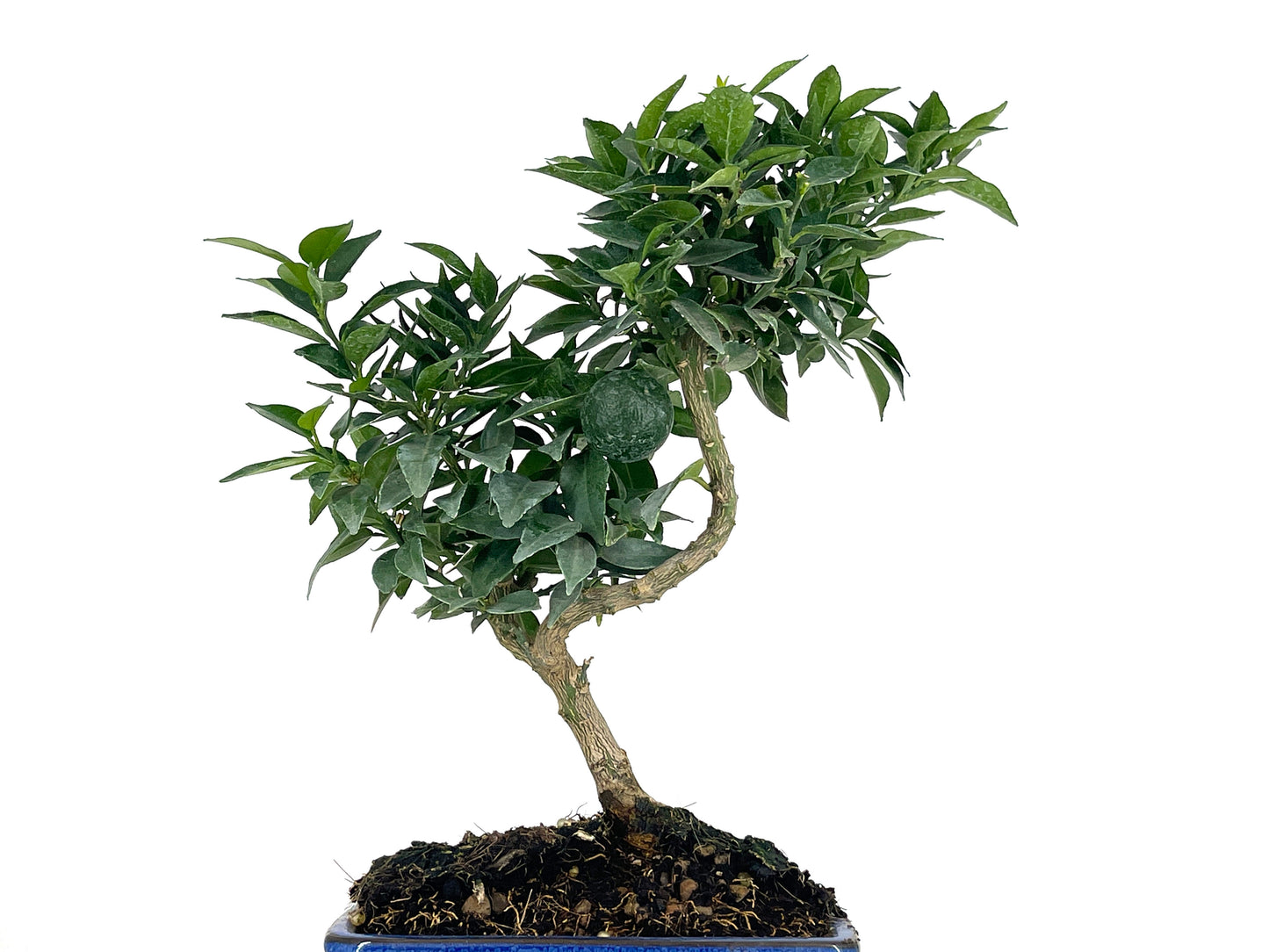 Bonsái Citrus Myrtifolia – Naranjo 7 Años
