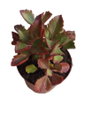 Kalanchoe Rubinea Planta Suculenta de SOL Ø13