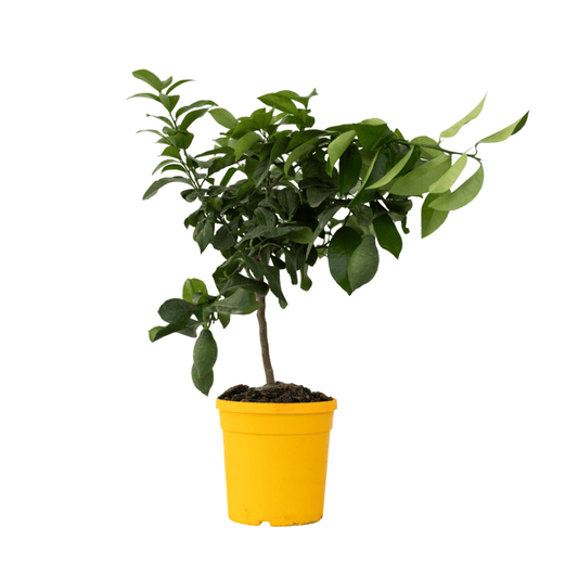 Árbol De Limón - Citrus Limon - Altura 60-70cm - ⌀19cm
