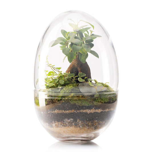 Terrario Erawa Ficus Retusa Ø8 x 28 cm