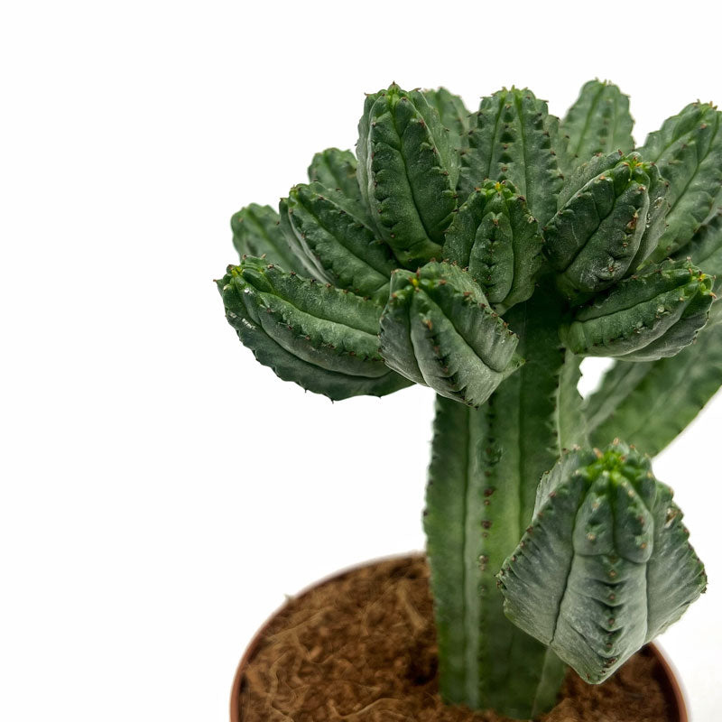 Euphorbia Tubiglans Cactus Y Suculentas M8,5 cm Ø_2