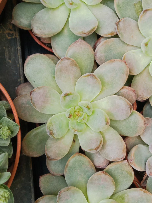 Suculentas Y Cactus Variedad #63 Planta Sin Id