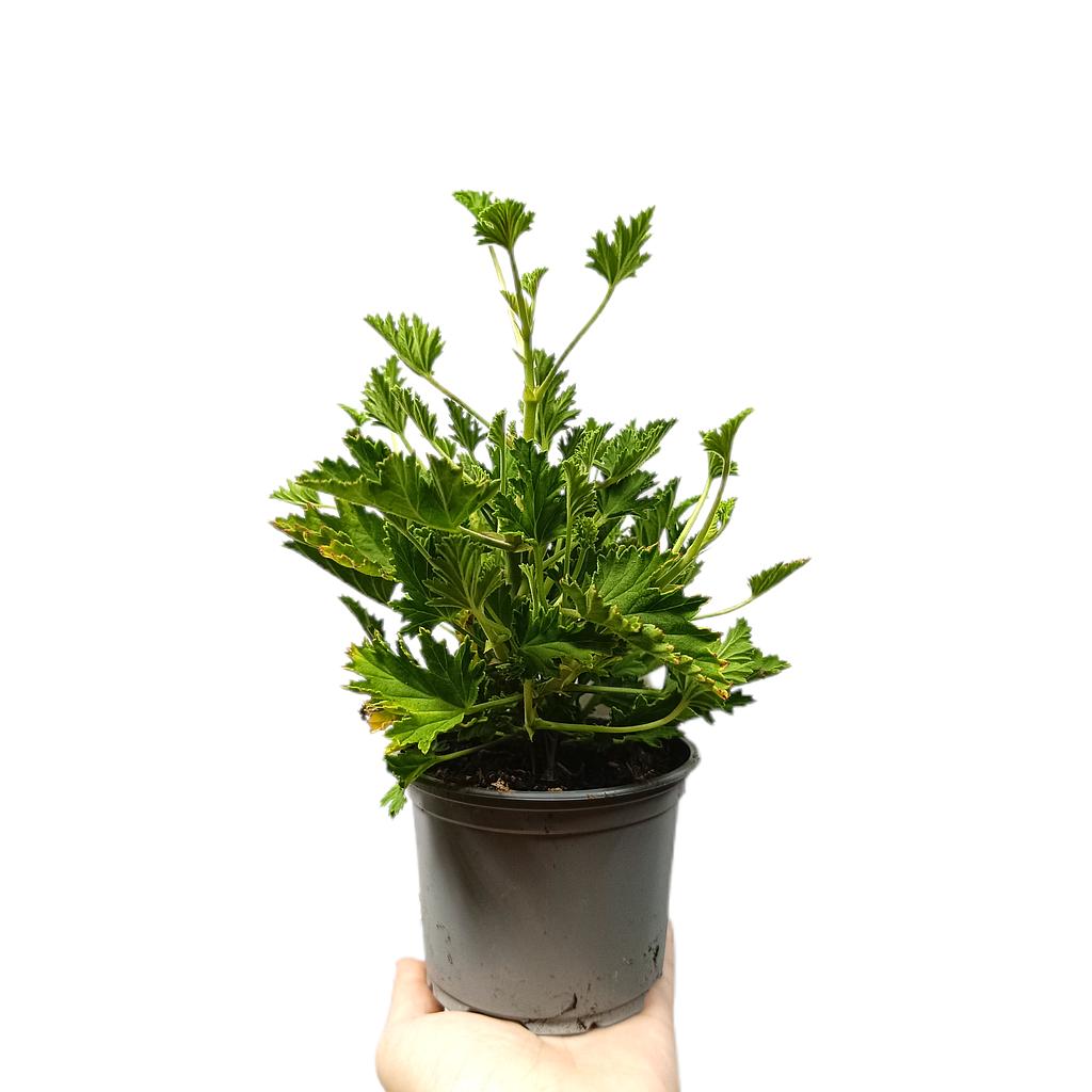 Pelargonium Citrodorum M11_0