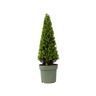 Acebo Crenata - Ilex Crenata 'jenny' - Altura 55-65cm - ⌀21cm