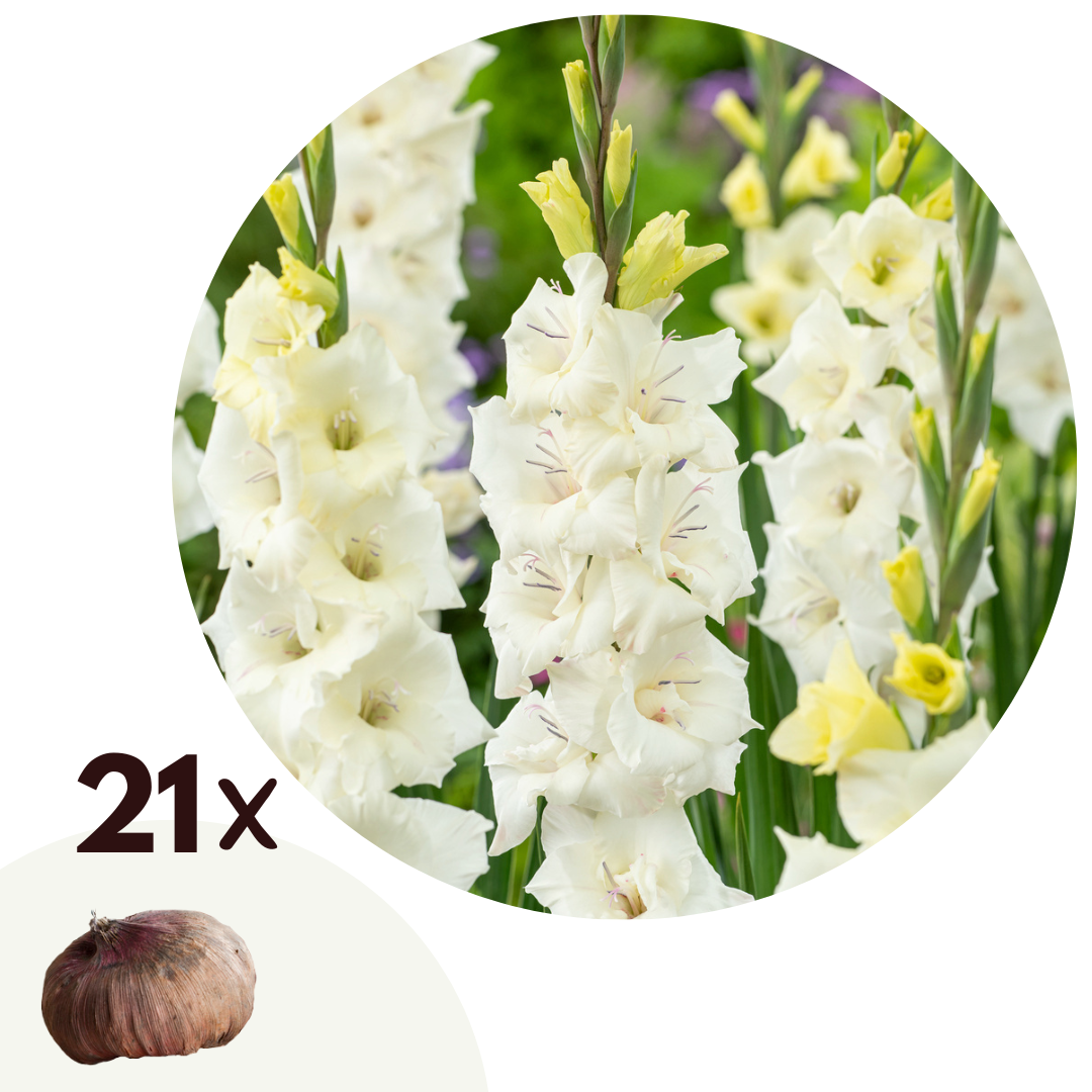 Gladiolo - 21 Pzs - Gladiolus 'glamini Amber' - Bulbos De Flores - Blanco_0