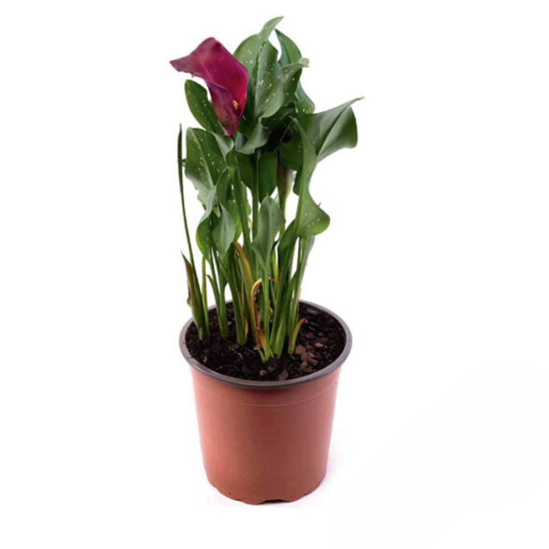 Cala De Colores Variados Elegante Planta De Interior Con Flor