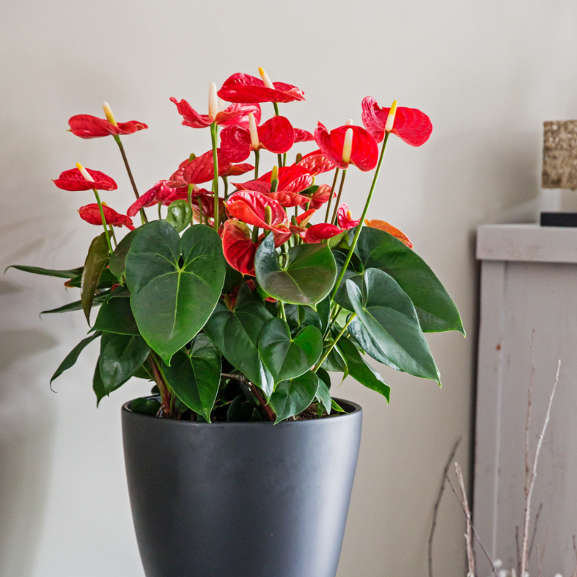 Anturio - Anthurium 'madural Red' - Altura 40-45cm - Ø14cm