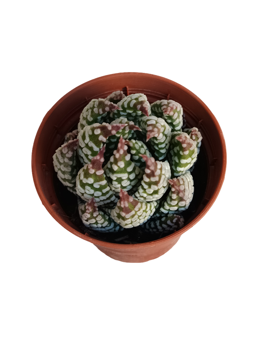 Haworthia Pumila Planta Suculenta Ø5 Cm