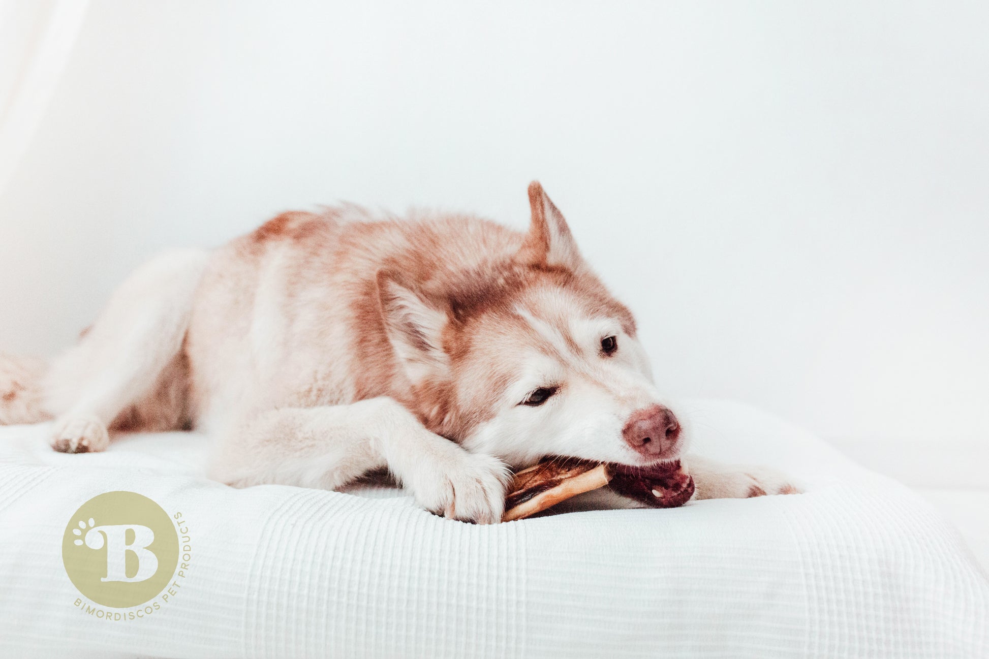 Bimordiscos Caravaca Para Perros · 500g.