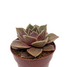 Echeveria Impi Cactus Y Suculentas M8,5 Ø