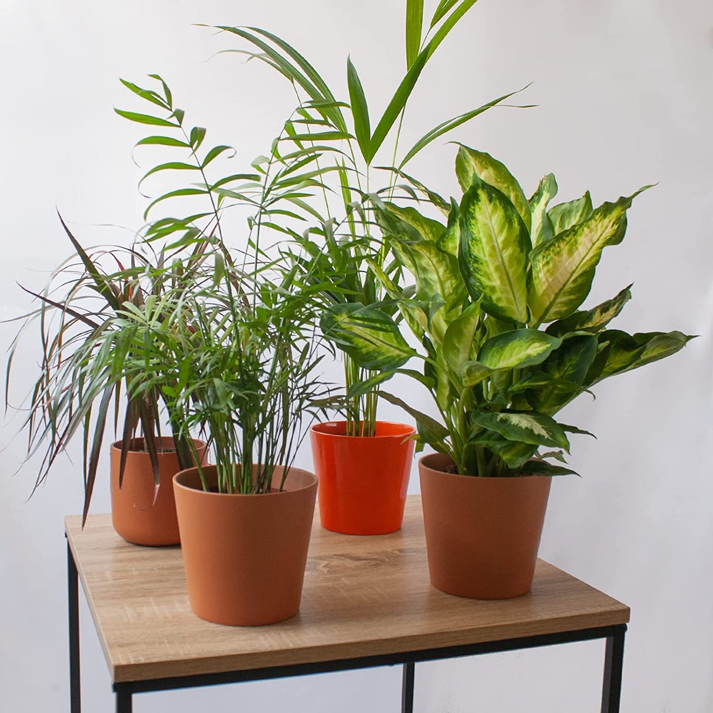 Pack De Plantas Naturales Purificadoras De Aire Areca, Chamaedorea, Dracaena Marginata Y Dieffenbachia En Maceta 12 Cm_0