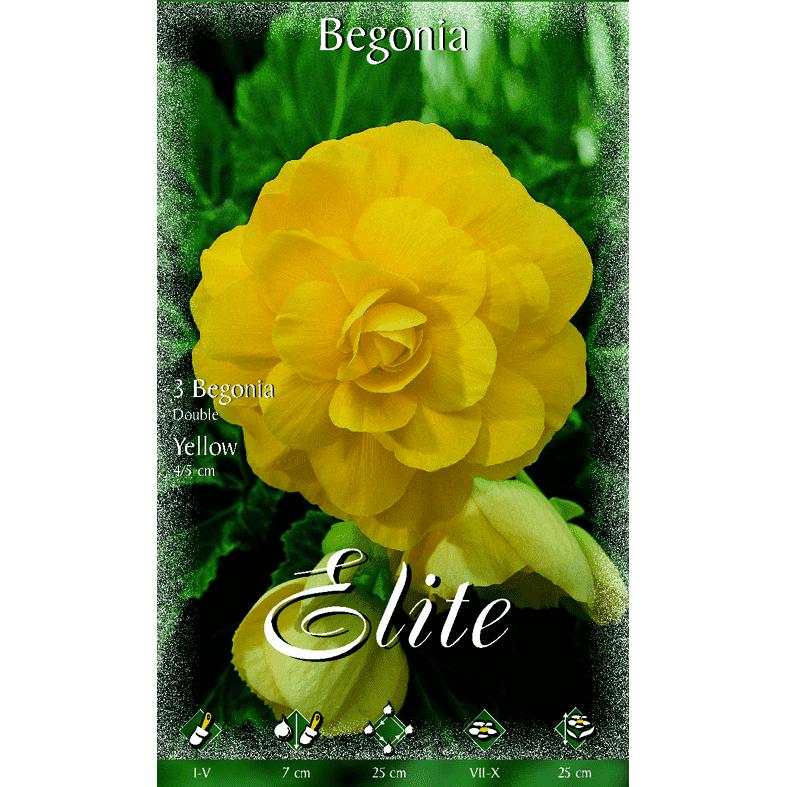 Bulbo Begonia doble amarilla 3 uds