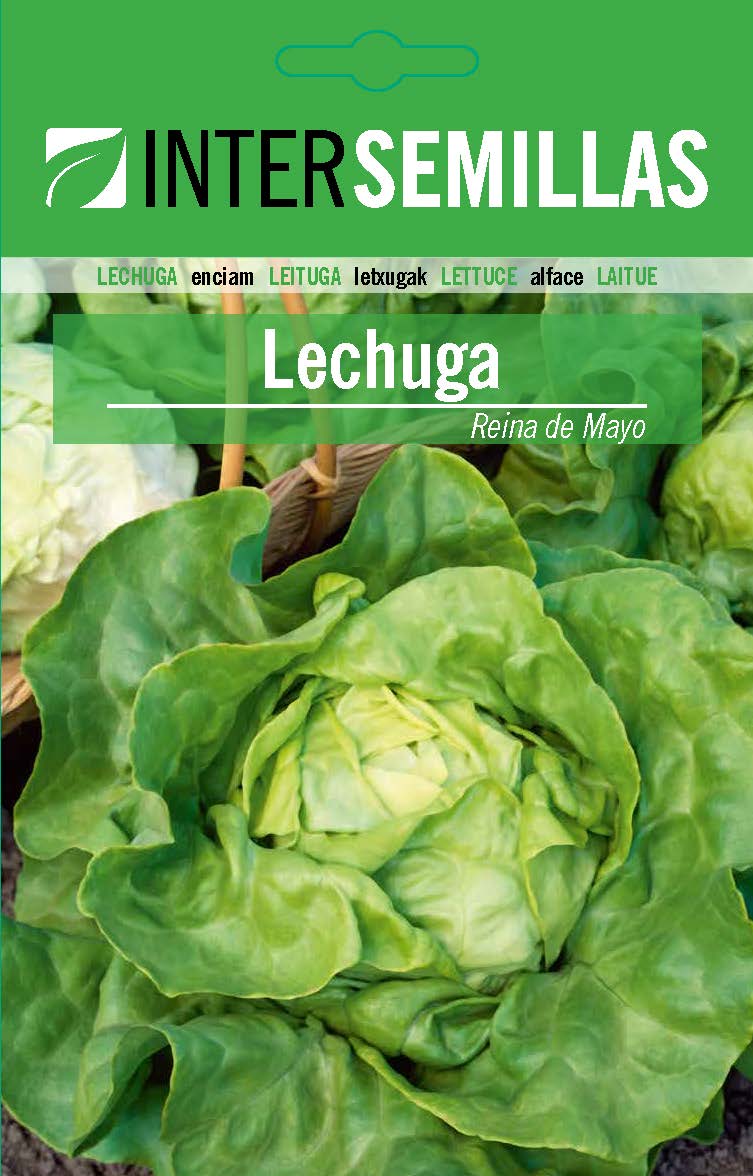 Sobre De Semillas De Lechuga Reina De Mayo_0
