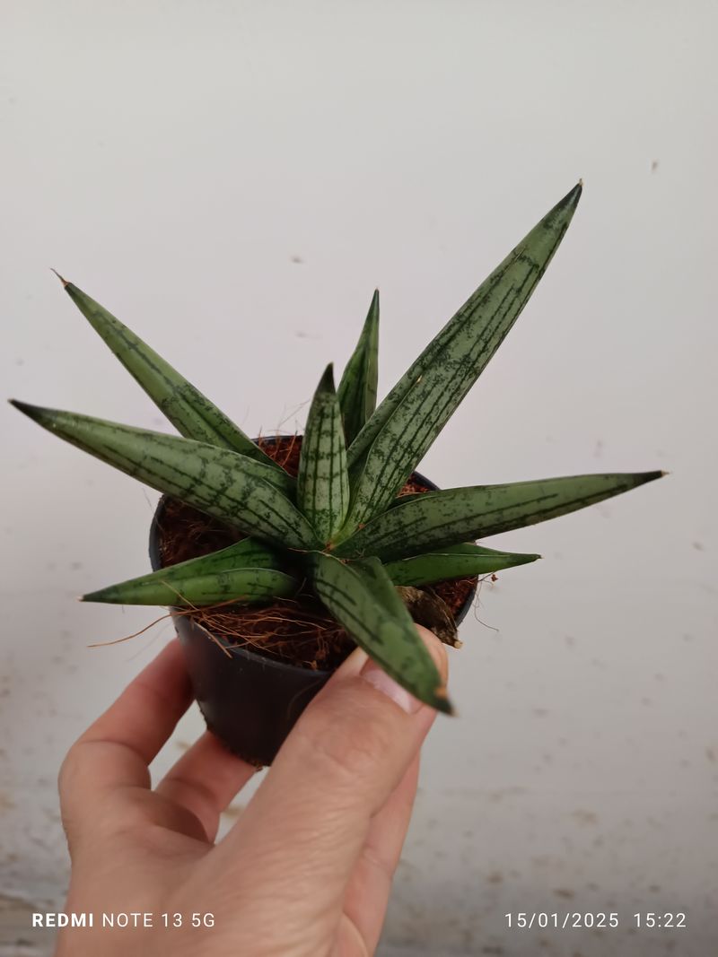 Sansevieria Boncellensis Planta De Interior