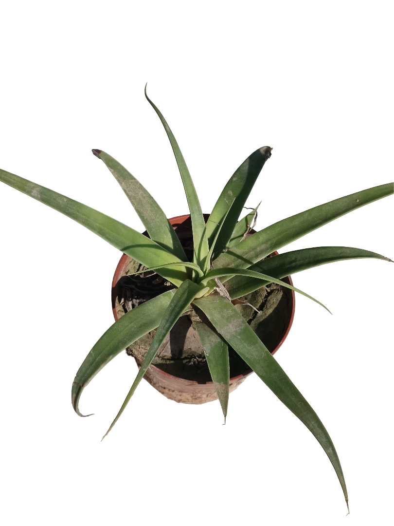 Agave Bracteosa Planta Suculenta Ø8 Cm