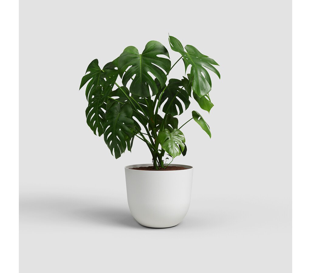 Artevasi Macetero Havana Natural Blanco 50cm_1