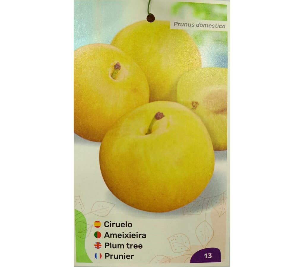 Ciruelo Sungold M25 150-170cm_1