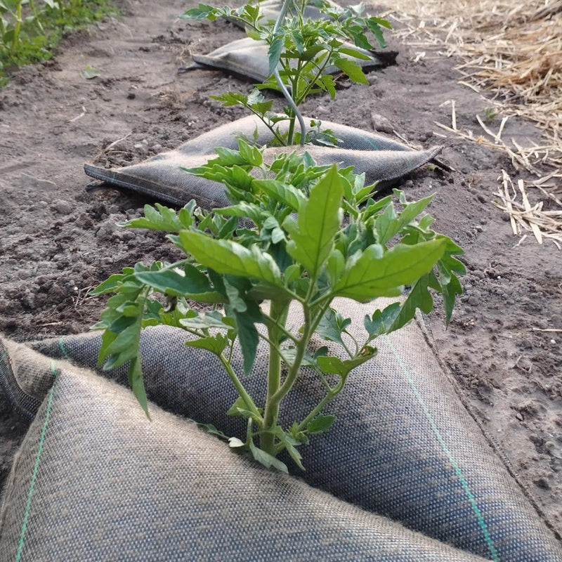 Pack De 10 Cojines De Riego Para Plantas Tree’bed 300.