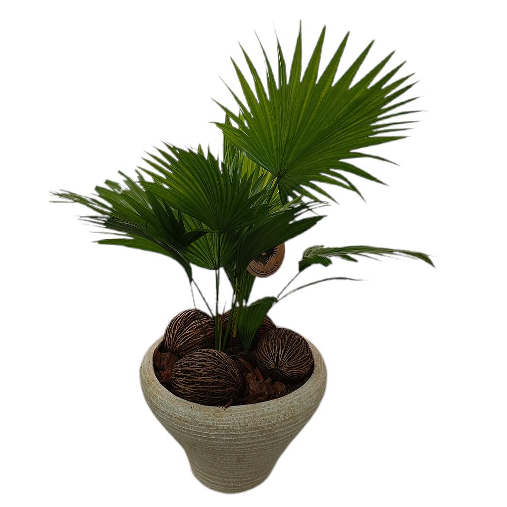 Livistonia Rotundifolia M26_0