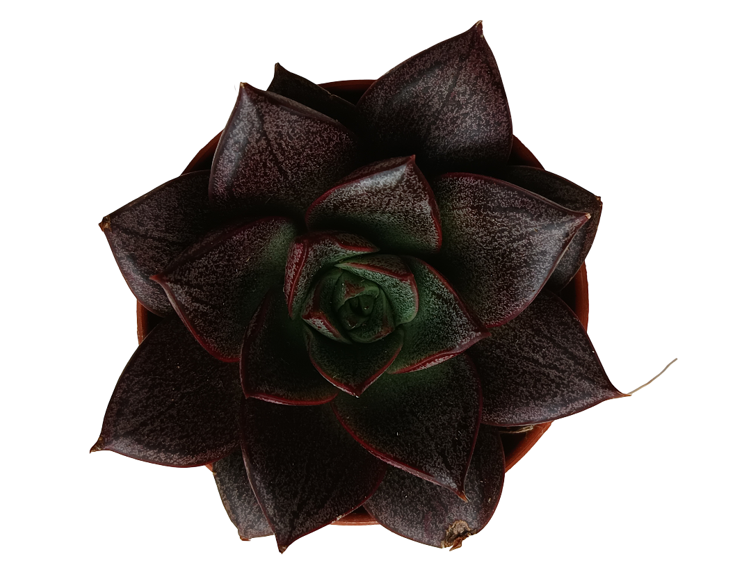 Echeveria Purpusorum White Form Planta Suculenta Ø5