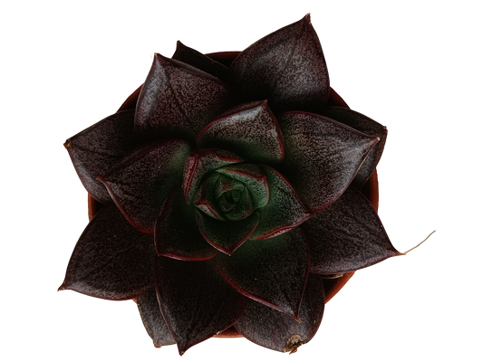 Echeveria Purpusorum White Form Planta Suculenta Ø5