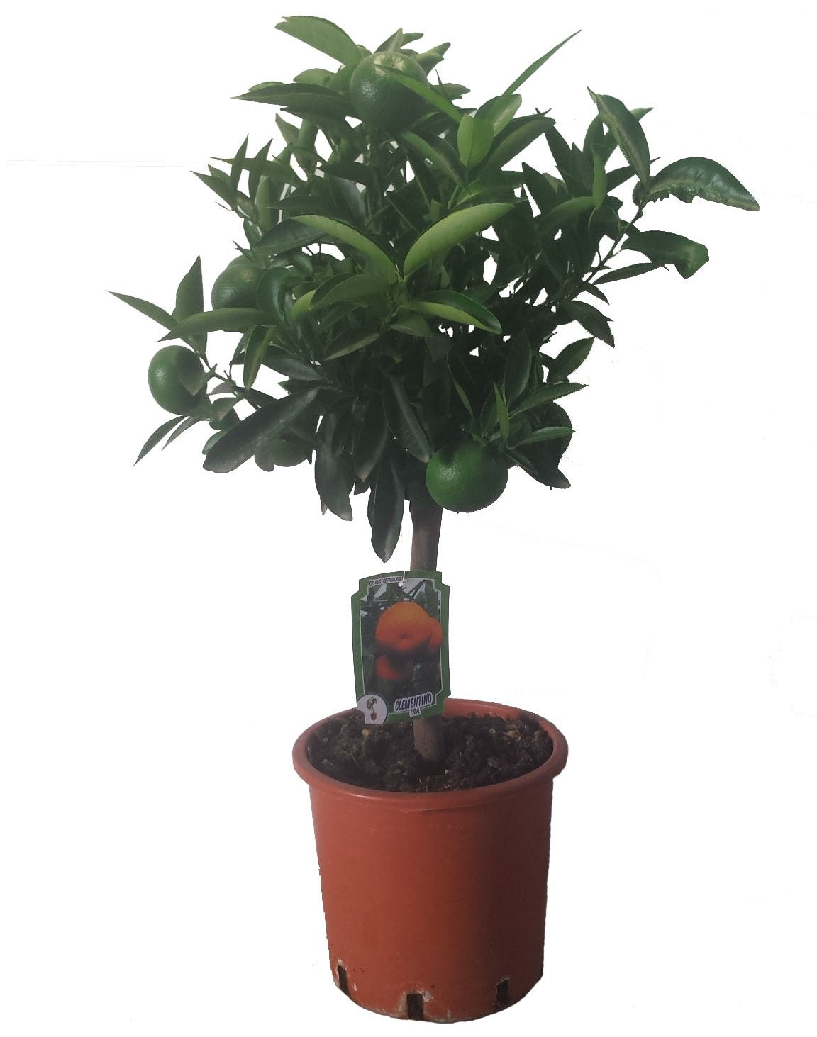Mandarino Enano - Altura Aprox. 80cm. - Planta Natural - Ideal Para Cultivo En Maceta_0