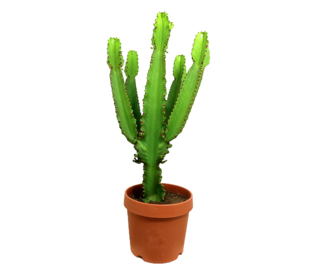 Euphorbia Ingens M32 100-120cm_0